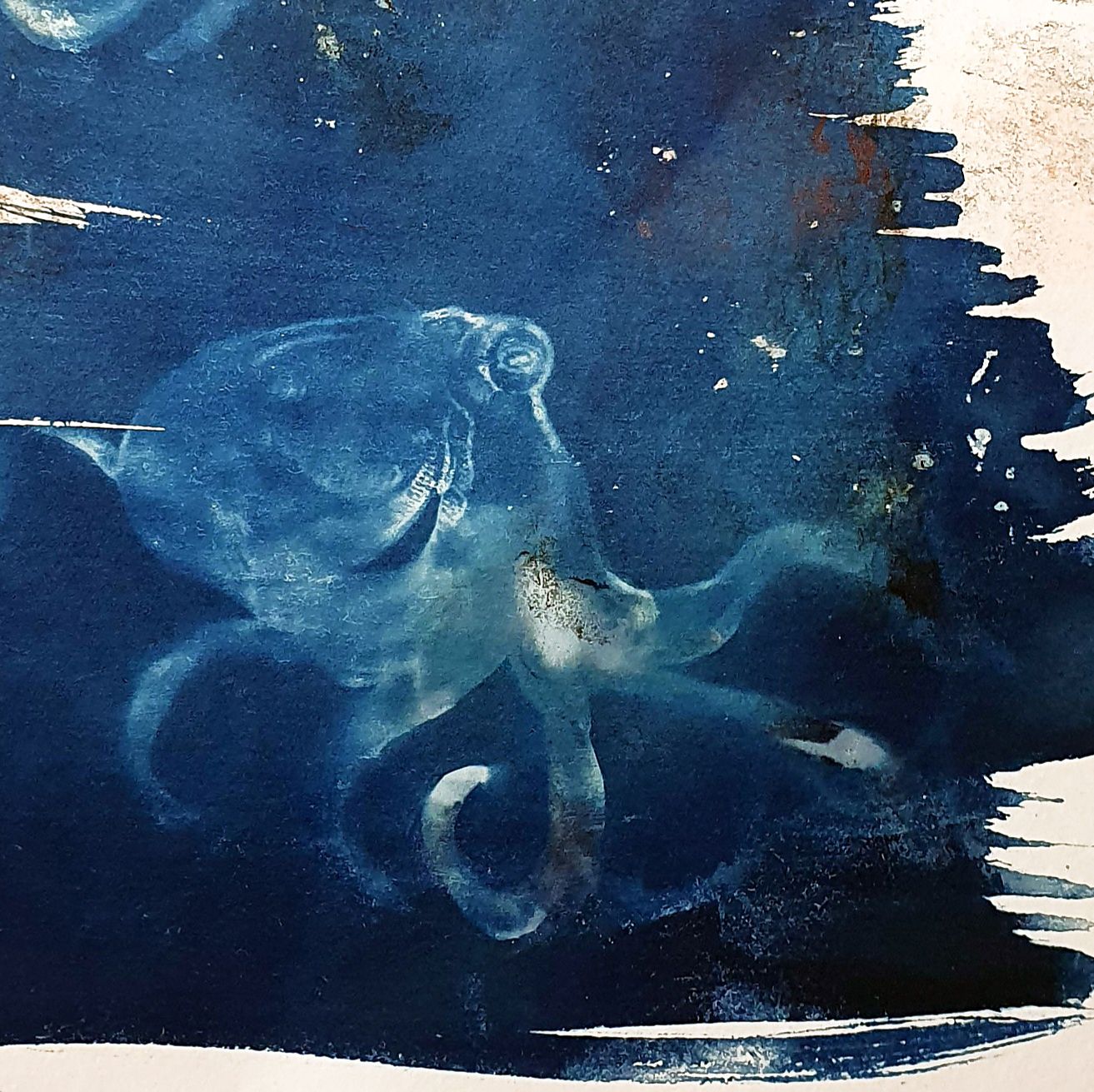 Abbildung Oktopus ( Farben indigoblau, ocker schwarz)
